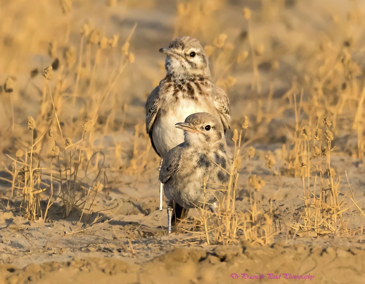 Greater Hoopoe Lark